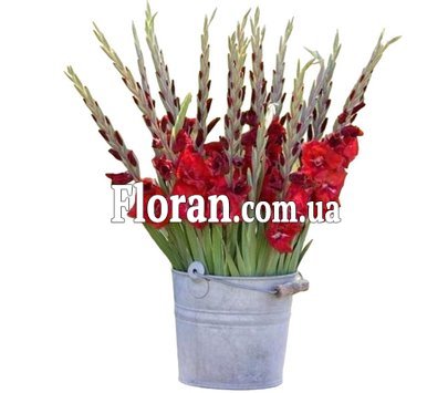 Червоні гладіолуси