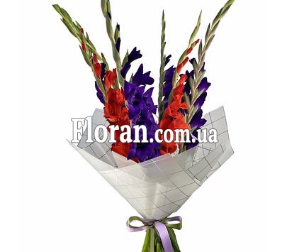 Червоні та фіолетові гладіолуси