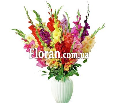 Gladiolus mix