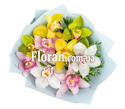 Орхидеи цимбидиум