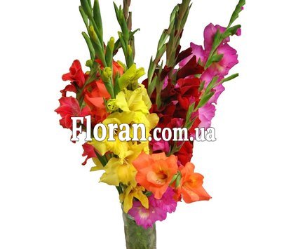 Різнокольорові гладіолуси у букеті