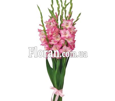 Рожеві гладіолуси