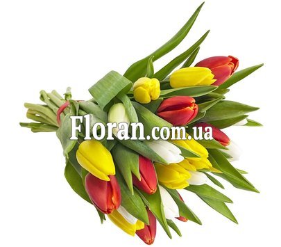 Tulips with ribbon