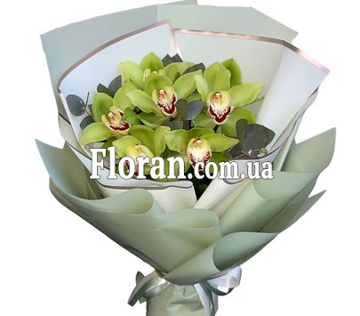 Зеленые орхидеи