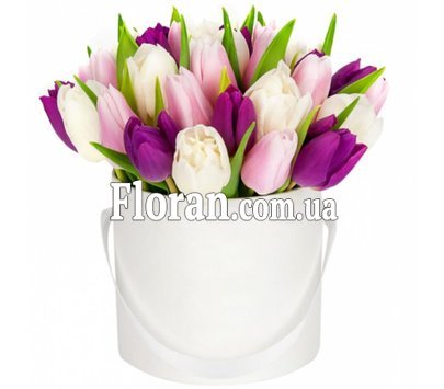 25 тюльпанів у коробці