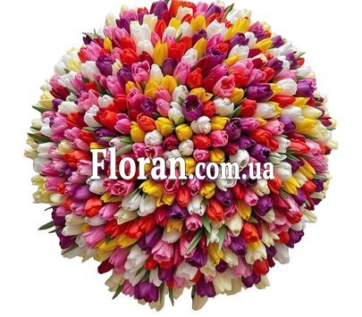 501 різнокольоровий тюльпан