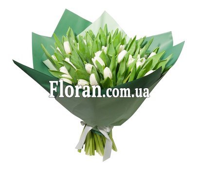 51 білий тюльпан