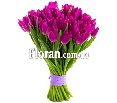 Фіолетові тюльпани під стрічку