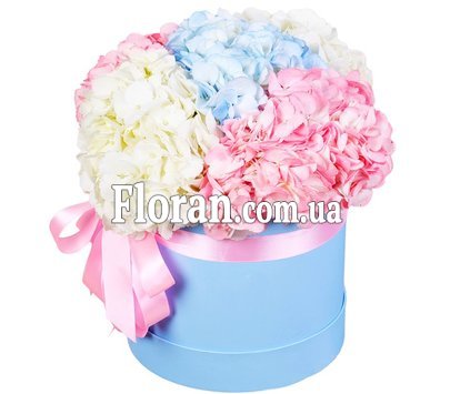 Гортензія у коробці