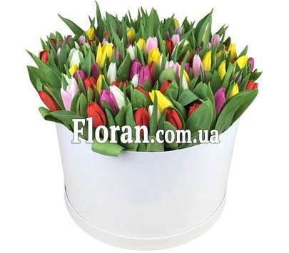 Огромная коробка тюльпанов