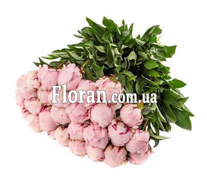 25 півоній рожевих