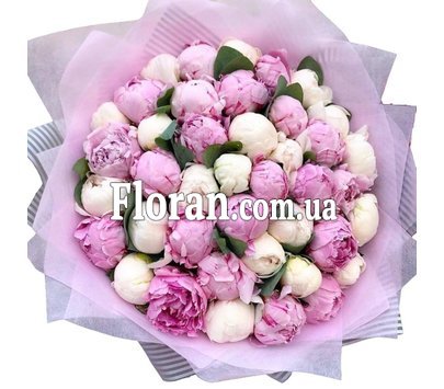 51 рожева та біла півонія