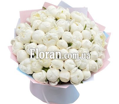 Півонії 51 штука