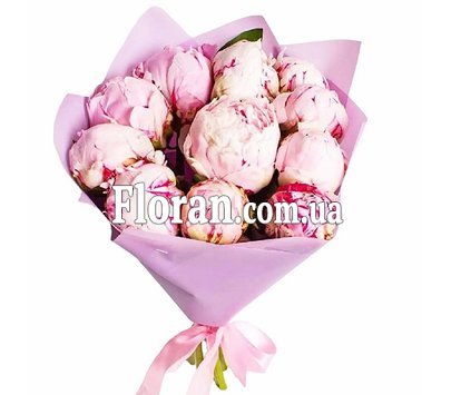 Півонії голландія